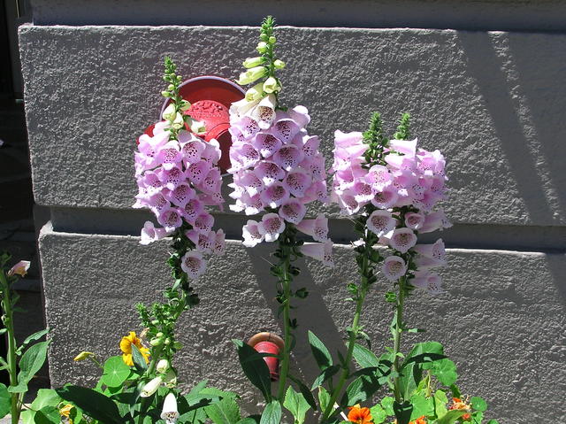 P7010113
