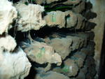 P1000577.JPG