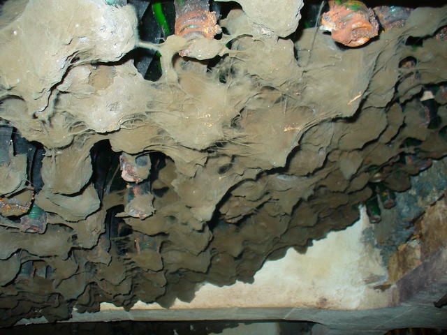 P1000582.JPG