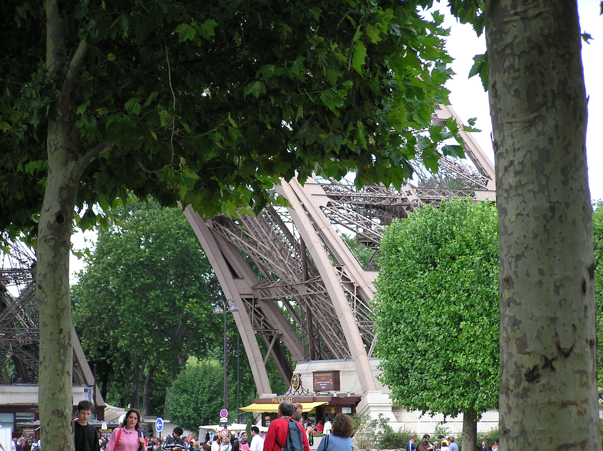 Peeking through the trees