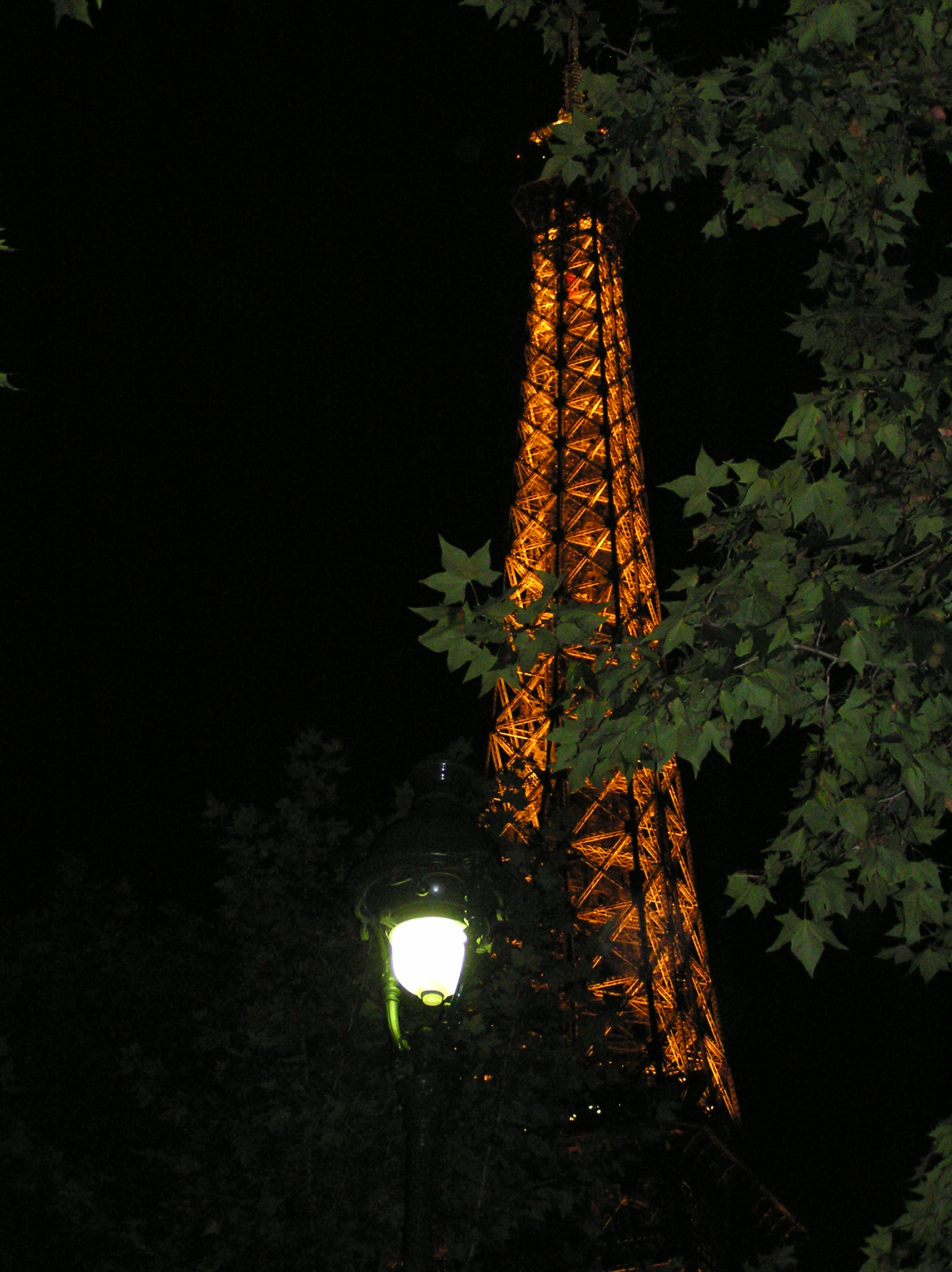 Through the trees at night
