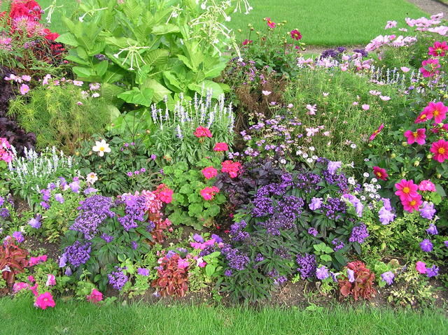 Beautiful Flowers!
