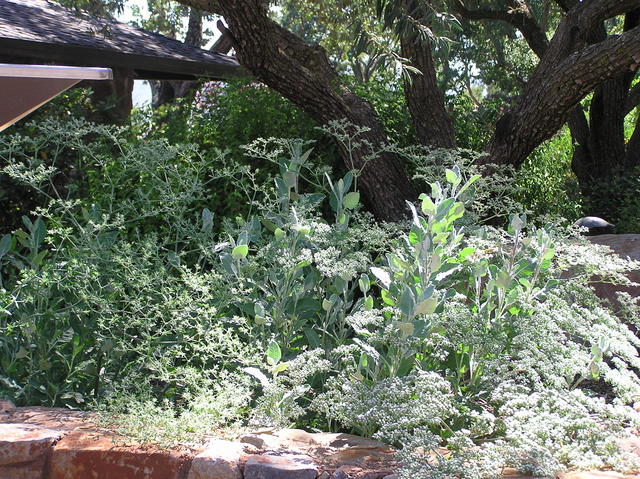 Fresh Herbs