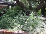 Fresh Herbs