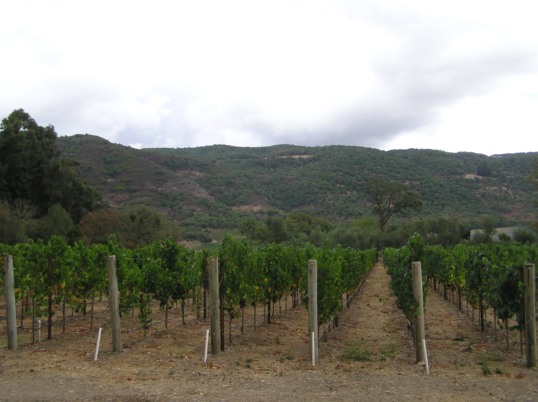 The vines - Palmaz