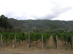 The vines - Palmaz