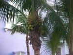 Jamaica Family Vacation 2008