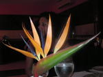 SANY0270.JPG