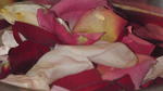 SANY0443.JPG