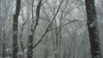 Snow Days 2009!