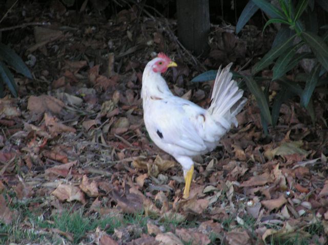 p1010018